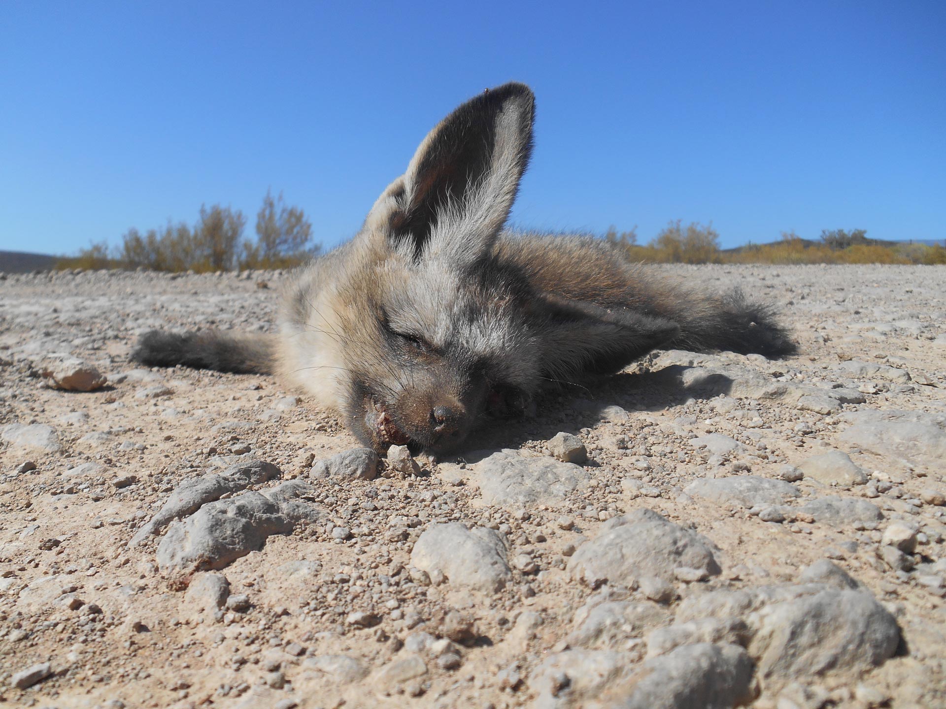 Bat eared Fox - Südafrika