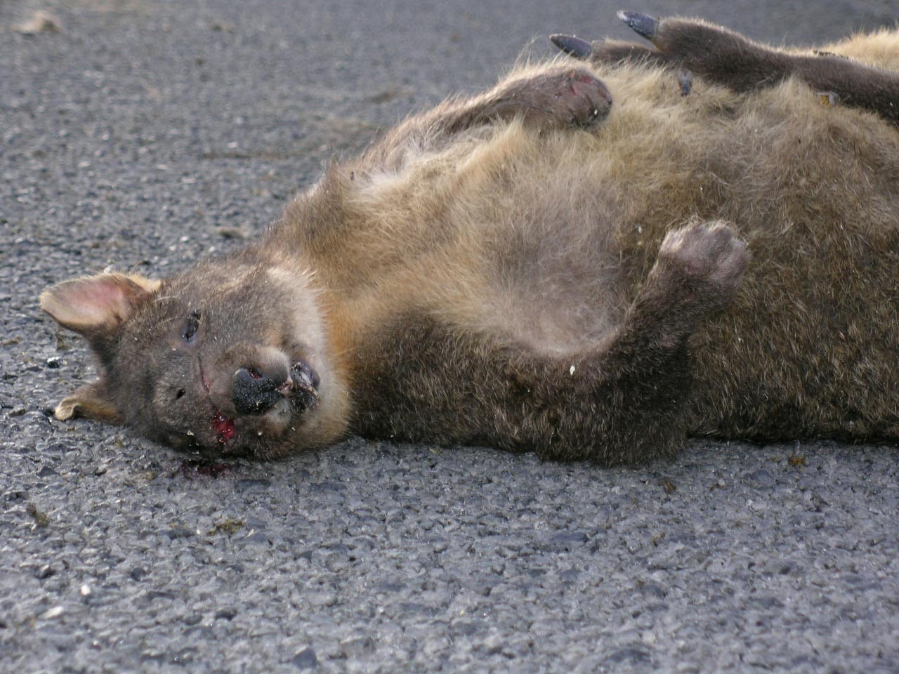 Wallaby - Tasmanien