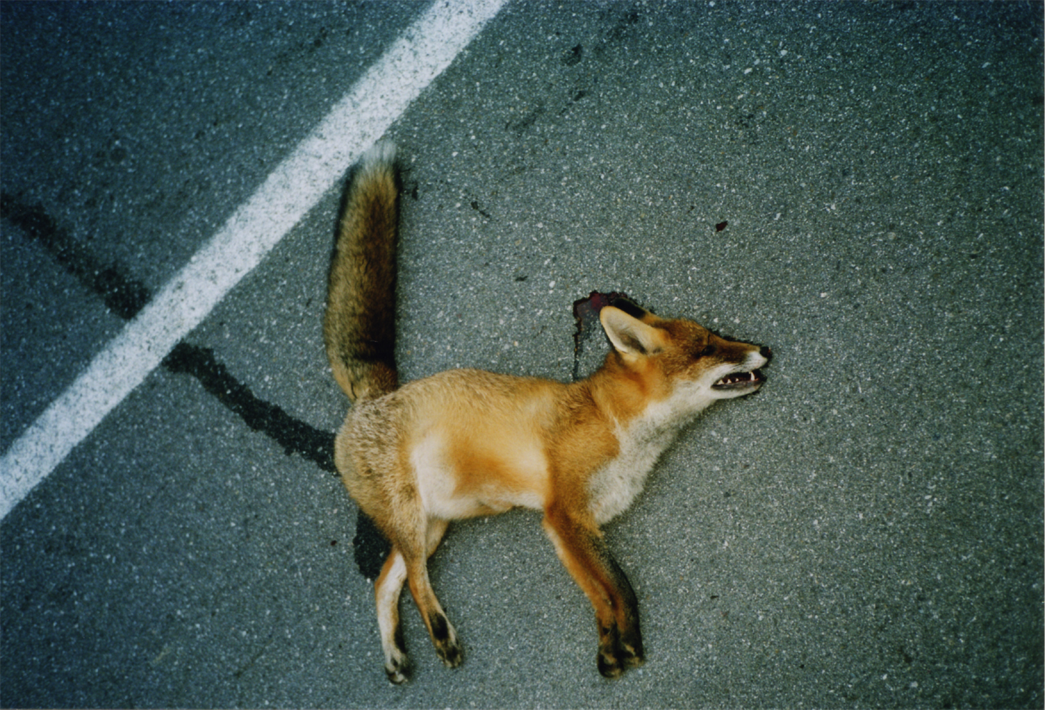 Fuchs - Österreich