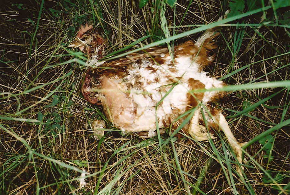 Huhn - Österreich